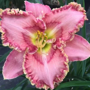 Hemerocallis Princess Tutu, Daylily Princess Tutu, Day Lily Princess Tutu, Princess Tutu Daylily, daylilies, Daylily, Day Lilies, Pink flowers, Pink day lily, Pink Daylily, Midseason Daylilies, Reblooming Daylilies