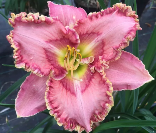 Hemerocallis Princess Tutu, Daylily Princess Tutu, Day Lily Princess Tutu, Princess Tutu Daylily, daylilies, Daylily, Day Lilies, Pink flowers, Pink day lily, Pink Daylily, Midseason Daylilies, Reblooming Daylilies