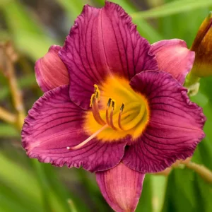 Hemerocallis 'Purple de Oro', Daylily 'Purple de Oro', Day Lily 'Purple de Oro', 'Purple de Oro' Daylily, Reblooming Daylily, daylilies, Daylily, Day Lilies, Purple flowers, Purple day lily, Purple Daylily, Hemerocallidaceae, perennial, plant