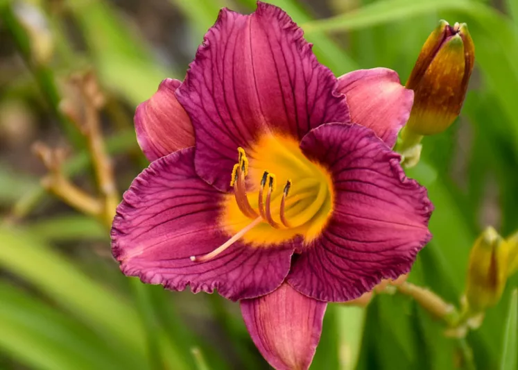 Hemerocallis 'Purple de Oro', Daylily 'Purple de Oro', Day Lily 'Purple de Oro', 'Purple de Oro' Daylily, Reblooming Daylily, daylilies, Daylily, Day Lilies, Purple flowers, Purple day lily, Purple Daylily, Hemerocallidaceae, perennial, plant