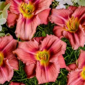 Hemerocallis 'Rosy Returns', Daylily 'Rosy Returns', Day Lily 'Rosy Returns', 'Rosy Returns' Daylily, daylilies, Reblooming daylily, Reblooming daylilies, Daylily, Day Lilies, Pink flowers, Pink day lily, PinkDaylily, Hemerocallidaceae, perennial, plant