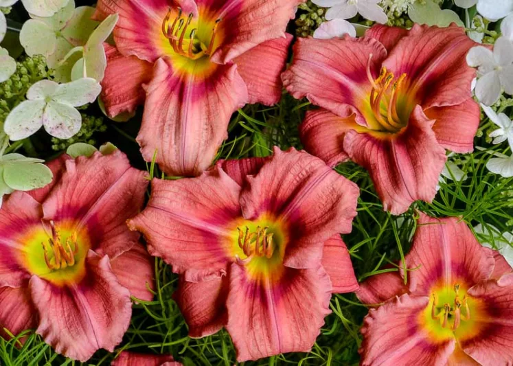 Hemerocallis 'Rosy Returns', Daylily 'Rosy Returns', Day Lily 'Rosy Returns', 'Rosy Returns' Daylily, daylilies, Reblooming daylily, Reblooming daylilies, Daylily, Day Lilies, Pink flowers, Pink day lily, PinkDaylily, Hemerocallidaceae, perennial, plant