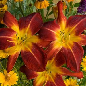 Hemerocallis 'Ruby Spider', Daylily 'Ruby Spider', Day Lily 'Ruby Spider', 'Ruby Spider' Daylily, daylilies, Daylily, Day Lilies, Spider Daylilies, Spider Daylily, Red flowers, Red day lily, Red Daylily, Hemerocallidaceae, perennial, plant