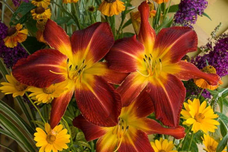 Hemerocallis 'Ruby Spider', Daylily 'Ruby Spider', Day Lily 'Ruby Spider', 'Ruby Spider' Daylily, daylilies, Daylily, Day Lilies, Spider Daylilies, Spider Daylily, Red flowers, Red day lily, Red Daylily, Hemerocallidaceae, perennial, plant
