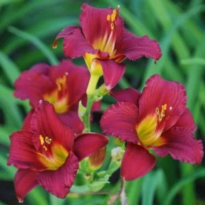 Hemerocallis Ruby Stella, Daylily Ruby Stella, Day Lily Ruby Stella, Ruby Stella Daylily, daylilies, Daylily, Day Lilies, Red flowers, Red day lily, Red Daylily, Reblooming Daylily, Reblooming Daylilies
