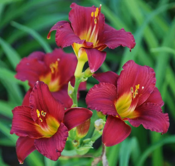Hemerocallis Ruby Stella, Daylily Ruby Stella, Day Lily Ruby Stella, Ruby Stella Daylily, daylilies, Daylily, Day Lilies, Red flowers, Red day lily, Red Daylily, Reblooming Daylily, Reblooming Daylilies