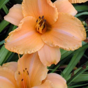 Hemerocallis 'Ruffled Apricot', Daylily 'Ruffled Apricot', Day Lily 'Ruffled Apricot', 'Ruffled Apricot' Daylily, Reblooming Daylily, daylilies, Daylily, Day Lilies, Apricot flowers, Apricot  day lily, Apricot  Daylily, Hemerocallidaceae, perennial, plant