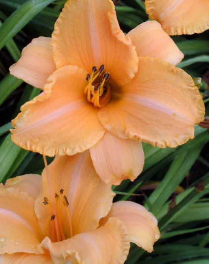 Hemerocallis 'Ruffled Apricot', Daylily 'Ruffled Apricot', Day Lily 'Ruffled Apricot', 'Ruffled Apricot' Daylily, Reblooming Daylily, daylilies, Daylily, Day Lilies, Apricot flowers, Apricot  day lily, Apricot  Daylily, Hemerocallidaceae, perennial, plant