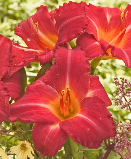 Hemerocallis Ruffled Ruby, Daylily Ruffled Ruby, Day Lily Ruffled Ruby, Ruffled Ruby Daylily, daylilies, Daylily, Day Lilies, Red flowers, Red day lily, Red Daylily, Early Season Daylilies