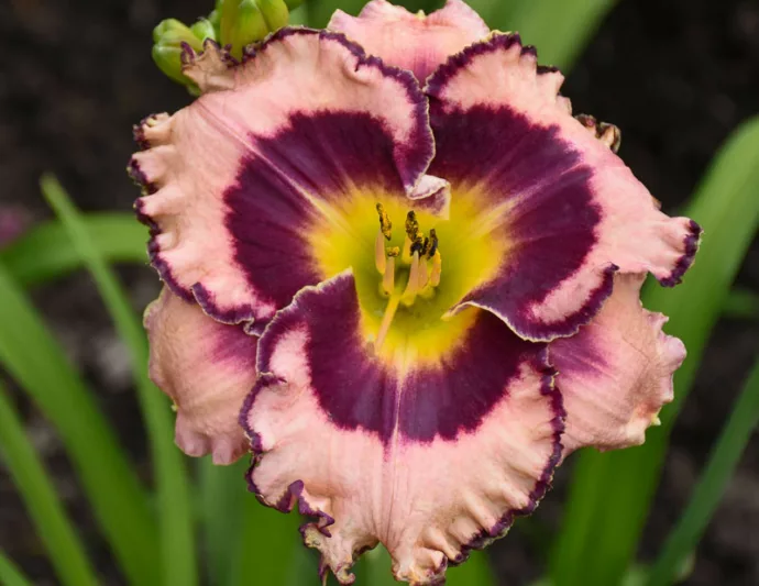 Hemerocallis Sound of My Heart, Daylily Sound of My Heart, Day Lily Sound of My Heart, Sound of My Heart Daylily, daylilies, Daylily, Day Lilies, Pink flowers, Pink day lily, Pink Daylily, Midseason Daylilies, Reblooming Daylilies