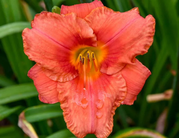 Hemerocallis South Seas, Daylily South Seas, Day Lily South Seas, South Seas Daylily, daylilies, Daylily, Day Lilies, Orange flowers, Orange day lily, Orange Daylily, Midseason Daylilies, Reblooming Daylilies