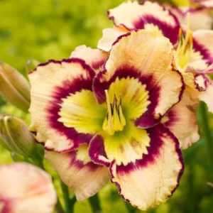 Hemerocallis Spacecoast Sea Shells, Daylily Spacecoast Sea Shells, Day Lily Spacecoast Sea Shells, Spacecoast Sea Shells Daylily, daylilies, Daylily, Day Lilies, Cream flowers, Cream day lily, Cream Daylily, Midseason Daylilies, Reblooming Daylilies