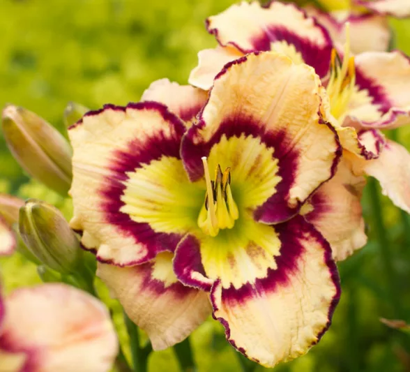 Hemerocallis Spacecoast Sea Shells, Daylily Spacecoast Sea Shells, Day Lily Spacecoast Sea Shells, Spacecoast Sea Shells Daylily, daylilies, Daylily, Day Lilies, Cream flowers, Cream day lily, Cream Daylily, Midseason Daylilies, Reblooming Daylilies