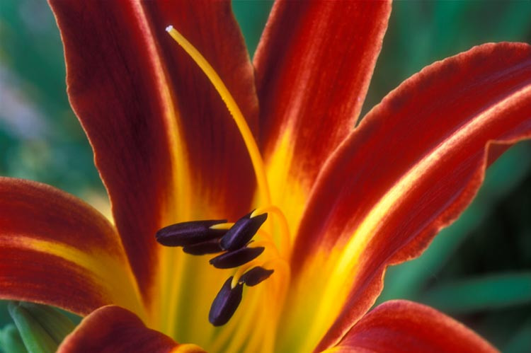 Hemerocallis 'Stafford', Daylily 'Stafford', Day Lily 'Stafford', 'Stafford' Daylily, daylilies, Daylily, Day Lilies, Red flowers, Orange day lily, Orange Daylily, Hemerocallidaceae, perennial, plant