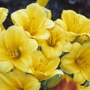 Hemerocallis 'Stella de Oro', Daylily 'Stella de Oro', Day Lily 'Stella de Oro', 'Stella de Oro' Daylily, daylilies, Daylily, Day Lilies, Yellow flowers, Yellow day lily, Yellow Daylily, Hemerocallidaceae, perennial, plant