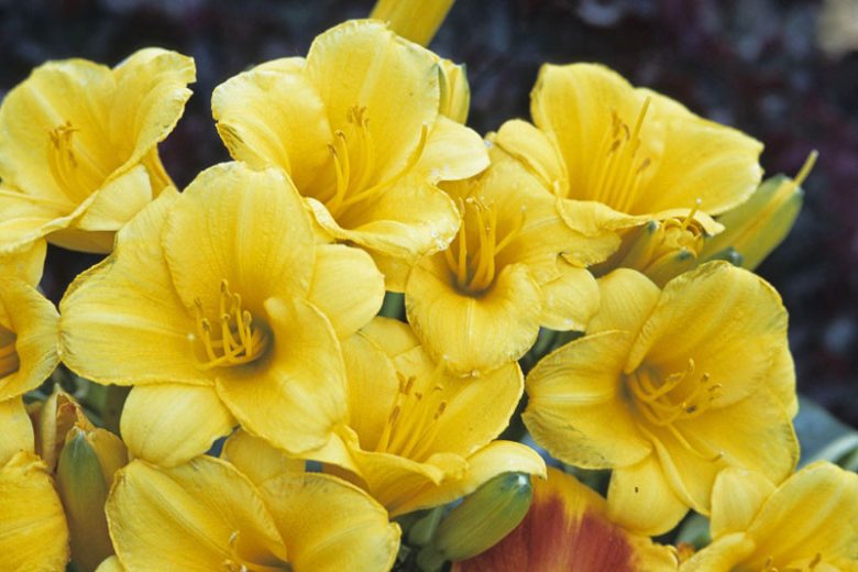 Hemerocallis 'Stella de Oro', Daylily 'Stella de Oro', Day Lily 'Stella de Oro', 'Stella de Oro' Daylily, daylilies, Daylily, Day Lilies, Yellow flowers, Yellow day lily, Yellow Daylily, Hemerocallidaceae, perennial, plant
