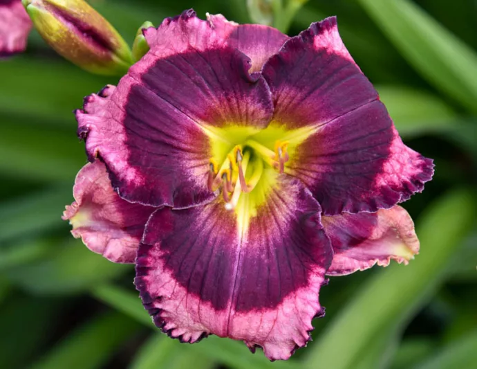Hemerocallis Storm Shelter, Daylily Storm Shelter, Day Lily Storm Shelter, Storm Shelter Daylily, daylilies, Daylily, Day Lilies, Pink flowers, Pink day lily, Pink Daylily, Midseason Daylilies, Reblooming Daylilies