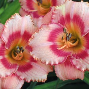 Hemerocallis 'Strawberry Candy', Daylily 'Strawberry Candy', Day Lily 'Strawberry Candy', 'Strawberry Candy Daylily, Reblooming Daylily, daylilies, Daylily, Day Lilies, pink flowers, pink day lily, pink Daylily, Hemerocallidaceae, perennial, plant