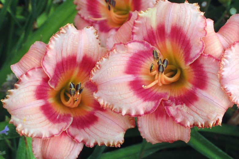 Hemerocallis 'Strawberry Candy', Daylily 'Strawberry Candy', Day Lily 'Strawberry Candy', 'Strawberry Candy Daylily, Reblooming Daylily, daylilies, Daylily, Day Lilies, pink flowers, pink day lily, pink Daylily, Hemerocallidaceae, perennial, plant