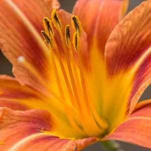 Hemerocallis Tuscawilla Tigress, Daylily Tuscawilla Tigress, Day Lily Tuscawilla Tigress, Tuscawilla Tigress Daylily, daylilies, Daylily, Day Lilies, Orange flowers, Orange day lily, Orange Daylily, Midseason Daylilies, Reblooming Daylilies