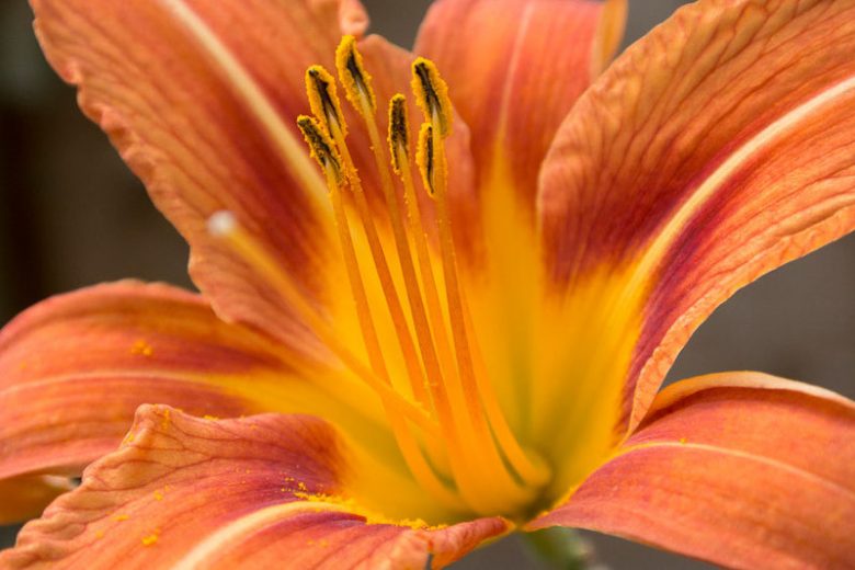 Hemerocallis Tuscawilla Tigress, Daylily Tuscawilla Tigress, Day Lily Tuscawilla Tigress, Tuscawilla Tigress Daylily, daylilies, Daylily, Day Lilies, Orange flowers, Orange day lily, Orange Daylily, Midseason Daylilies, Reblooming Daylilies