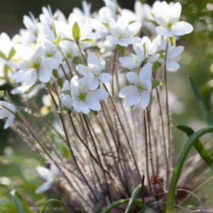Hepatica acutiloba, Sharp-Lobed Liverleaf, Anemone acutiloba, White Flowers, Winter Flowers, Early Spring Flowers