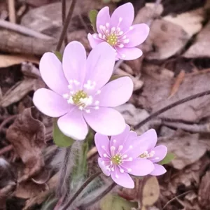 Hepatica americana, Roundleaf Liverleaf , Anemone americana, American Liverwort, Blue Anemone, White Flowers, Winter Flowers, Early Spring Flowers