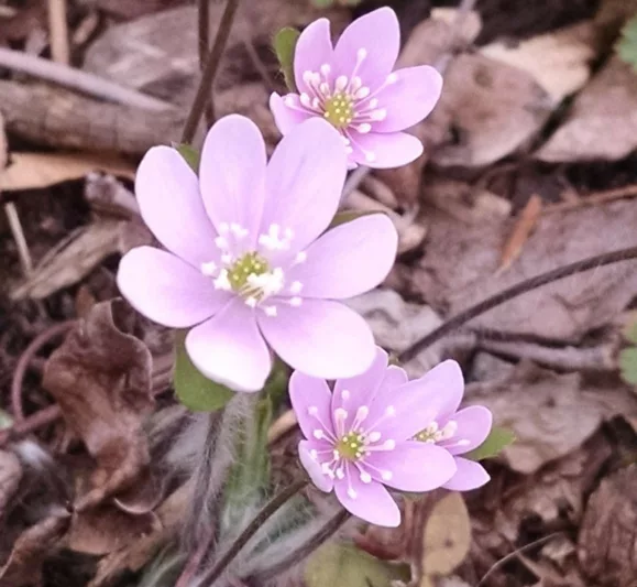 Hepatica americana, Roundleaf Liverleaf , Anemone americana, American Liverwort, Blue Anemone, White Flowers, Winter Flowers, Early Spring Flowers