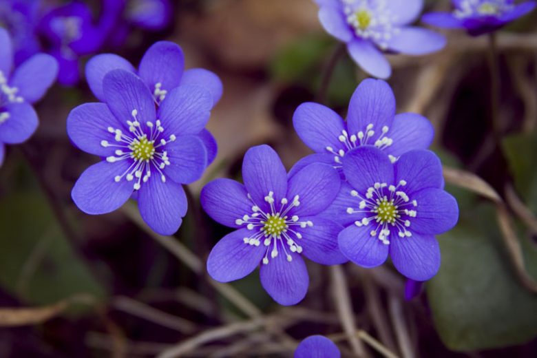 Hepatica nobilis, Liverleaf, Crystal Wort, Ivy Flower, Liver Balsam, Liver Moss, Blue Flowers, Winter Flowers, Early Spring Flowers