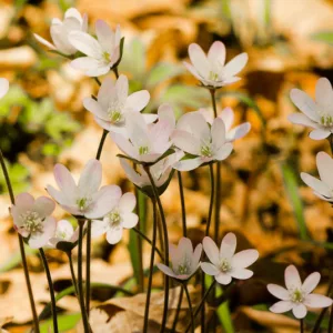 Hepatica nobilis var. acuta, Sharplobe Hepatica, Sharp-lobed Hepatica, Mountain Hepatica, Anemone acutiloba, Hepatica acuta, Hepatica acutiloba, White Flowers, Winter Flowers, Early Spring Flowers
