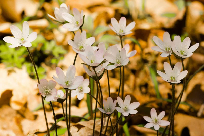Hepatica nobilis var. acuta, Sharplobe Hepatica, Sharp-lobed Hepatica, Mountain Hepatica, Anemone acutiloba, Hepatica acuta, Hepatica acutiloba, White Flowers, Winter Flowers, Early Spring Flowers