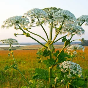 Heracleum maximum,Common Cowparsnip, Cow Parsnip, American Cow Parsnip, American Hogweed, Giant Hogweed, Indian Celery, Indian Rhubarb, White Flowers, perennial plants