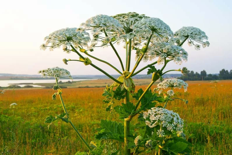 Heracleum maximum,Common Cowparsnip, Cow Parsnip, American Cow Parsnip, American Hogweed, Giant Hogweed, Indian Celery, Indian Rhubarb, White Flowers, perennial plants