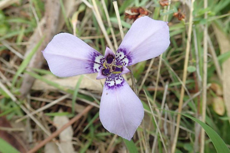Herbertia lahue, Prairie Nymph, Herbertia, Celestial, Chilean Iris, Herbert's Iris, Lavender flowers, shade perennials