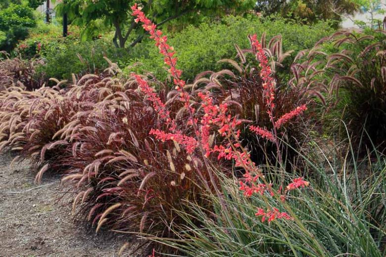 Hesperaloe parviflora, Redflower False Yucca, Red Yucca, evergreen Shrub, Evergreen Perennial, Red Flowers, Hardy Succulents