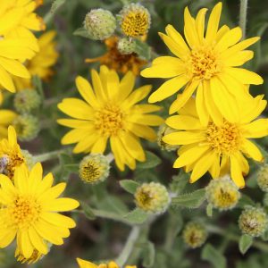 Heterotheca villosa, Hairy False Goldenaster, Hairy Golden Aster, Chrysopsis villosa, Yellow Flowers