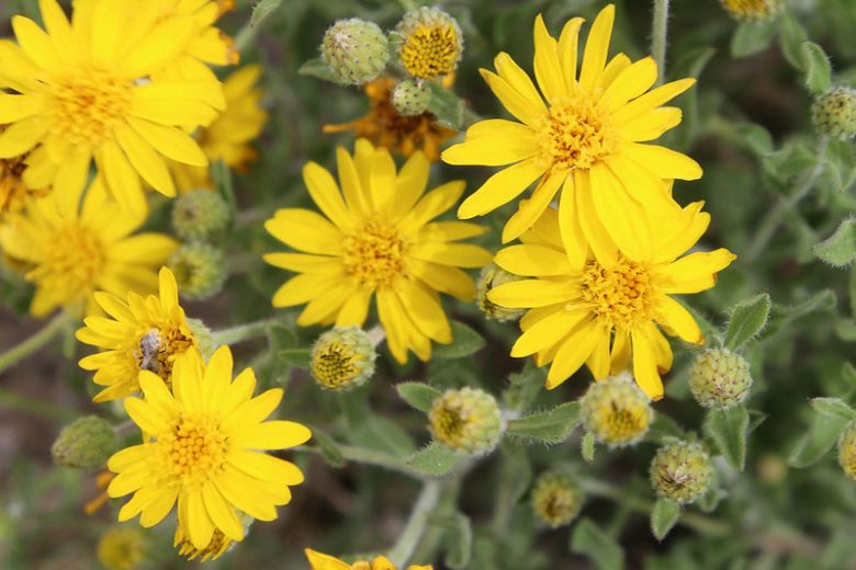 Heterotheca villosa, Hairy False Goldenaster, Hairy Golden Aster, Chrysopsis villosa, Yellow Flowers