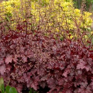 Heuchera Amethyst Myst,  Coral Bells 'Amethyst Myst', Alum Root 'Amethyst Myst', Heuchera 'Amethyst Mist', Coral Bells 'Amethyst Mist', Alum Root 'Amethyst Mist', Shade plants, Evergreen plants, Foliage plant, Purple Foliage