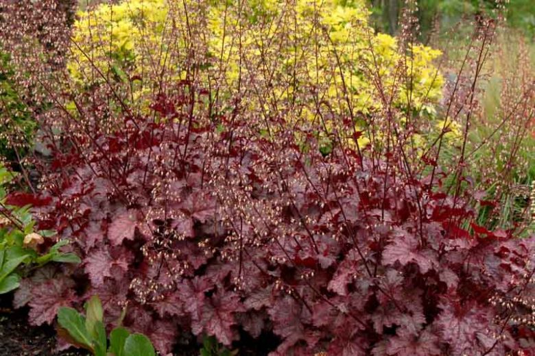 Heuchera Amethyst Myst,  Coral Bells 'Amethyst Myst', Alum Root 'Amethyst Myst', Heuchera 'Amethyst Mist', Coral Bells 'Amethyst Mist', Alum Root 'Amethyst Mist', Shade plants, Evergreen plants, Foliage plant, Purple Foliage