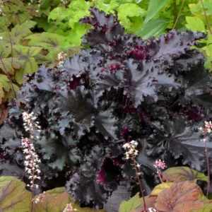 Heuchera Black Taffeta,  Coral Bells 'Black Taffeta', Alum Root 'Black Taffeta', Shade plants, Evergreen plants, Foliage plant, Black Foliage, Black Heuchera