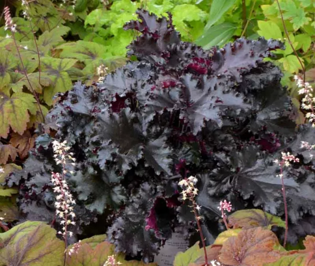 Heuchera Black Taffeta,  Coral Bells 'Black Taffeta', Alum Root 'Black Taffeta', Shade plants, Evergreen plants, Foliage plant, Black Foliage, Black Heuchera