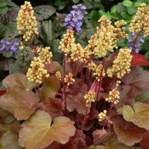 Heuchera 'Blondie', Coral Bells 'Blondie', Alum Root 'Blondie', Shade plants, Evergreen plants, Orange Heuchera, Caramel Heuchera