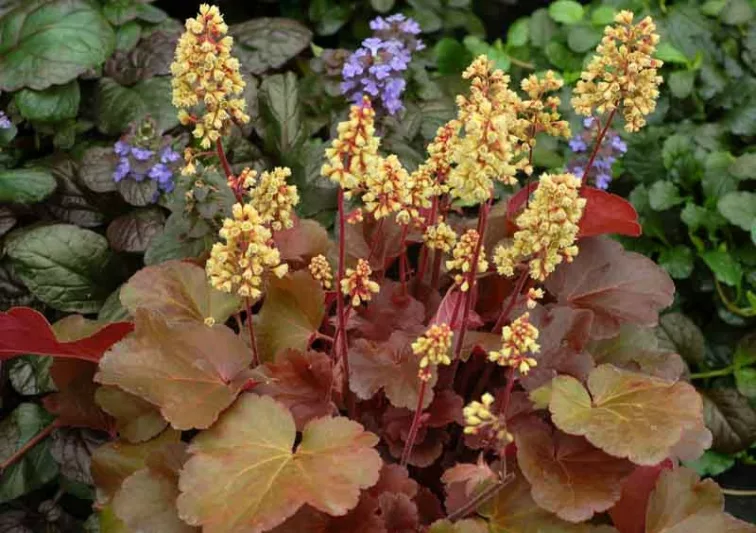 Heuchera 'Blondie', Coral Bells 'Blondie', Alum Root 'Blondie', Shade plants, Evergreen plants, Orange Heuchera, Caramel Heuchera