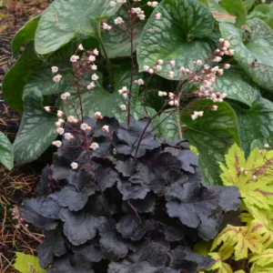 Heuchera Coco,  Coral Bells Coco, Alum Root Coco, Shade plants, Evergreen plants, Foliage plant, Dark Foliage, Black Heuchera, Black Foliage, Chocolate Heuchera