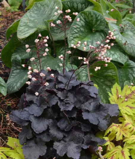 Heuchera Coco,  Coral Bells Coco, Alum Root Coco, Shade plants, Evergreen plants, Foliage plant, Dark Foliage, Black Heuchera, Black Foliage, Chocolate Heuchera