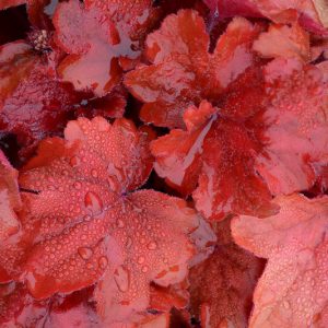 Heuchera 'Fire Alarm', Coral Bells 'Fire Alarm', Alum Root 'Fire Alarm', Coral Flower 'Fire Alarm', Shade plants, Evergreen plants, Red Heuchera