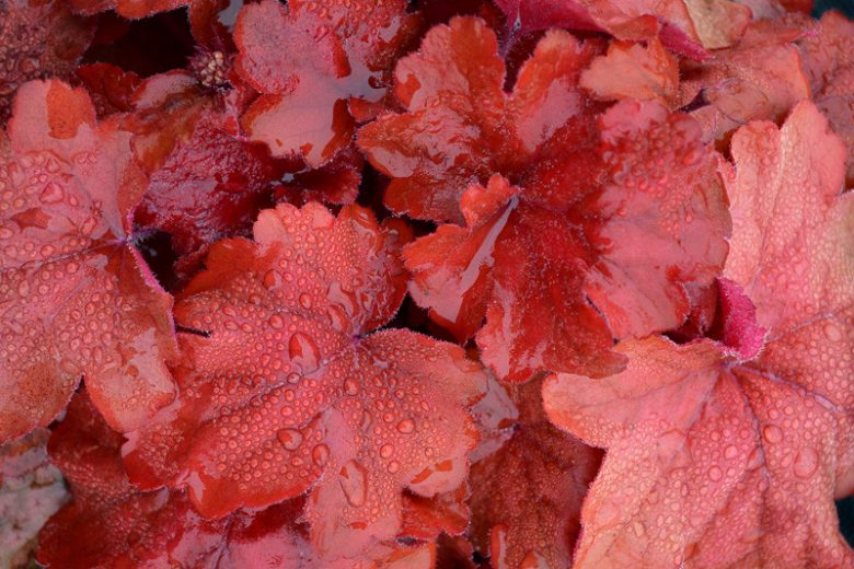 Heuchera 'Fire Alarm', Coral Bells 'Fire Alarm', Alum Root 'Fire Alarm', Coral Flower 'Fire Alarm', Shade plants, Evergreen plants, Red Heuchera