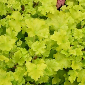 Heuchera Lime Marmalade,  Coral Bells Lime Marmalade, Alum Root Lime Marmalade, Shade plants, Evergreen plants, Foliage plant, Yellow Foliage, Yellow Heuchera