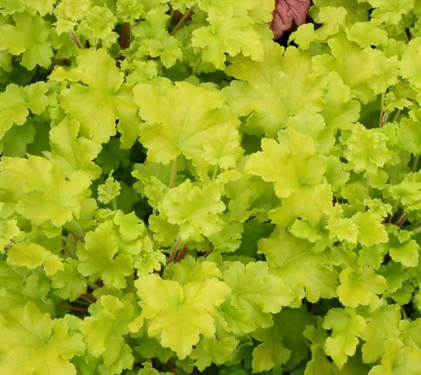 Heuchera Lime Marmalade,  Coral Bells Lime Marmalade, Alum Root Lime Marmalade, Shade plants, Evergreen plants, Foliage plant, Yellow Foliage, Yellow Heuchera
