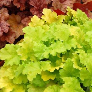 Heuchera Lime Rickey,  Coral Bells Lime Rickey, Alum Root Lime Rickey, Shade plants, Evergreen plants, Foliage plant, Yellow Foliage, Yellow Heuchera